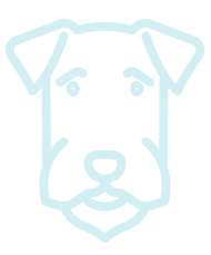 Springer Spaniel Gallois (Welsh Springer Spaniel)